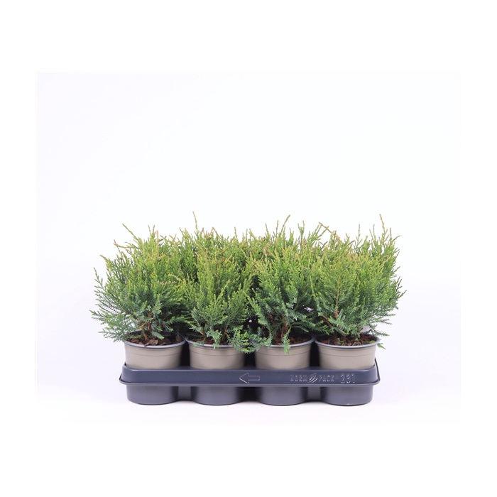 <h4>Juniperus x pfitzeriana 'Mint Julep'</h4>