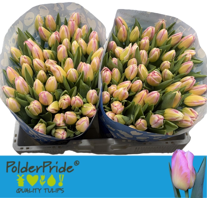 <h4>TU EN TOM POUCE</h4>