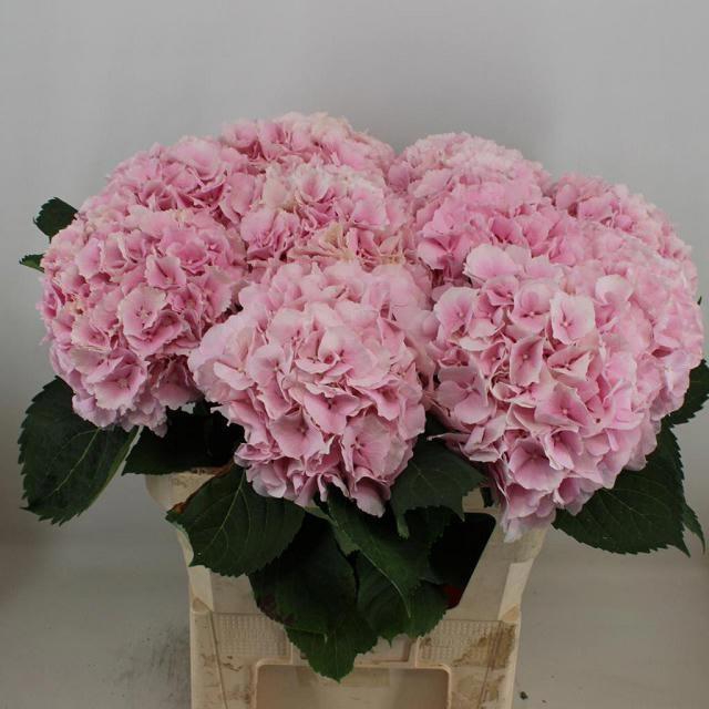 <h4>HYDR M CH VERENA</h4>