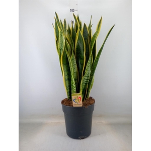Sansevieria trifa. 'Laurentii'