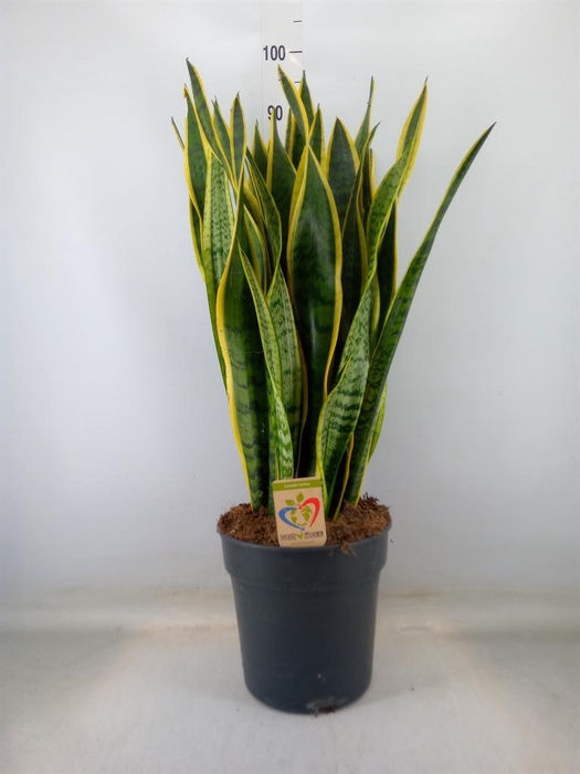 <h4>Sansevieria trifa. 'Laurentii'</h4>