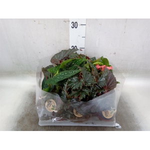 Begonia BD   ...