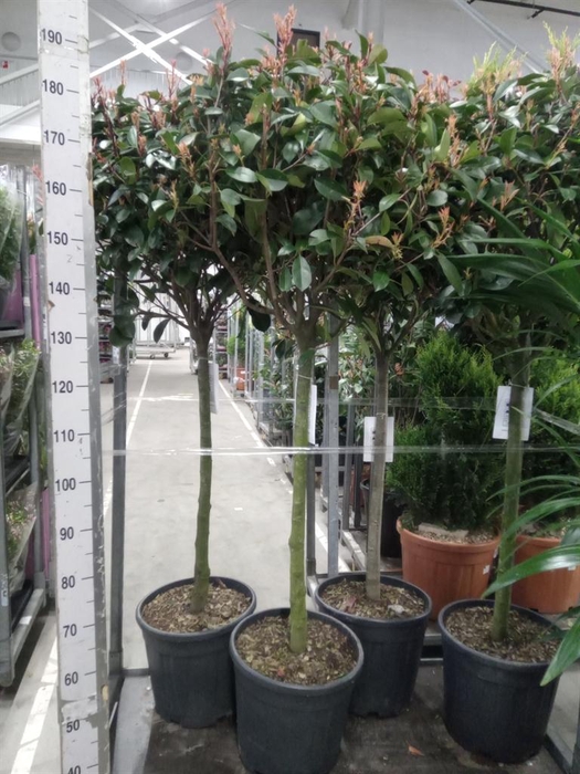 <h4>Photinia fraseri</h4>
