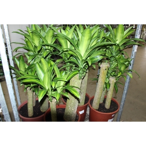 DRACENA MASSANGEANA P40