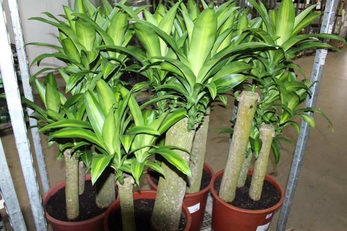 <h4>DRACENA MASSANGEANA P40</h4>