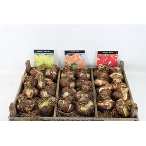 Bloembol Hipp Mix 3