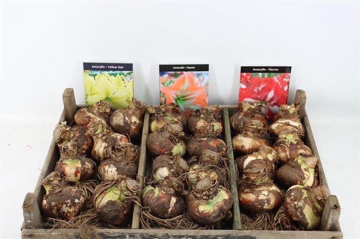 <h4>Bloembol Hipp Mix 3</h4>