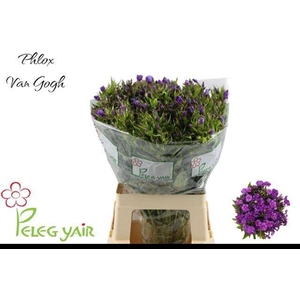 PHLOX P VAN GOGH