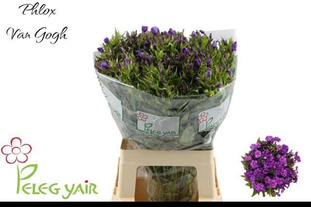 <h4>PHLOX P VAN GOGH</h4>