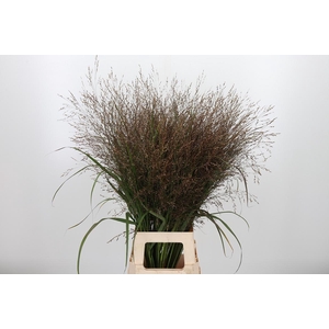 Panicum Kl Bh Champagne