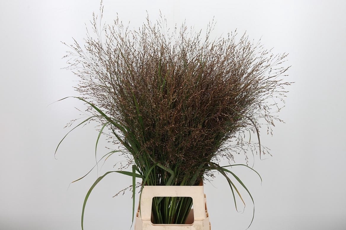 <h4>Panicum Kl Bh Champagne</h4>