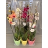 .Phalaenopsis gemengd