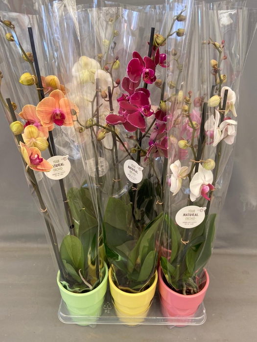 .Phalaenopsis gemengd