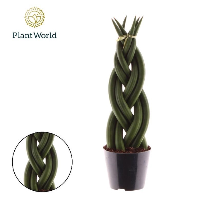 <h4>Sansevieria cylindrica overig Twist - SCT08ZK00</h4>