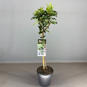 Prunus lusitanica 'Brenelia' C3