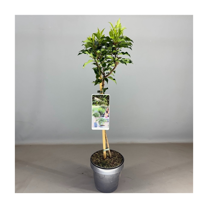 <h4>Prunus lusitanica 'Brenelia' C3</h4>