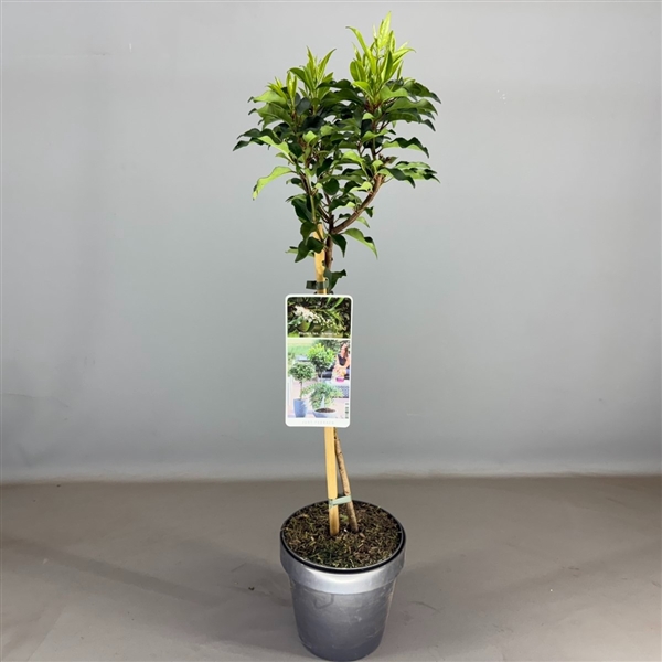 Prunus lusitanica 'Brenelia' C3