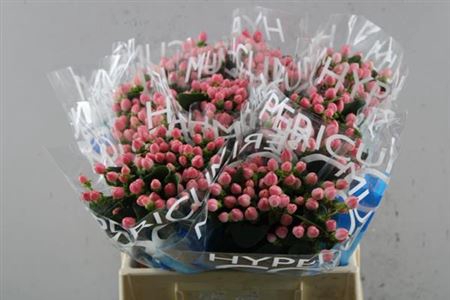 <h4>Hyp Coco Casino</h4>