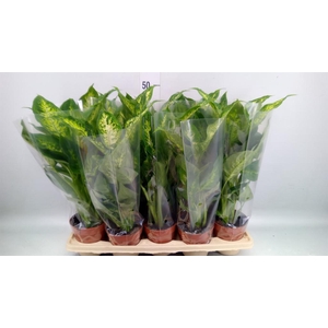 Dieffenbachia 'Compacta'