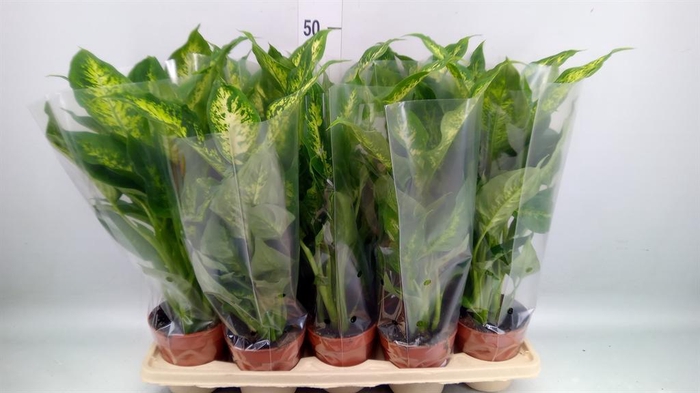 <h4>Dieffenbachia 'Compacta'</h4>