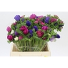 Anemone Mistral Plus Rainbow Mix