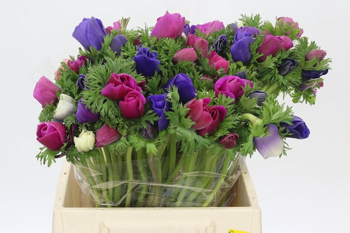 <h4>Anemone Mistral Plus Rainbow Mix</h4>