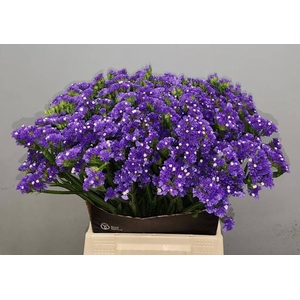 LIM S CRYST DARK BLU