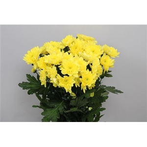 Chr T Pina Co Yellow