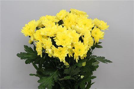 <h4>Chr T Pina Co Yellow</h4>