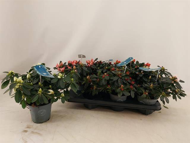 <h4>RHODO SI VOGEL MIX P13</h4>