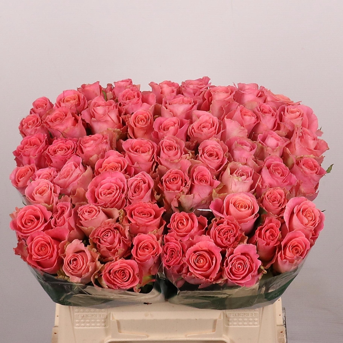<h4>R GR HERMOSA+</h4>