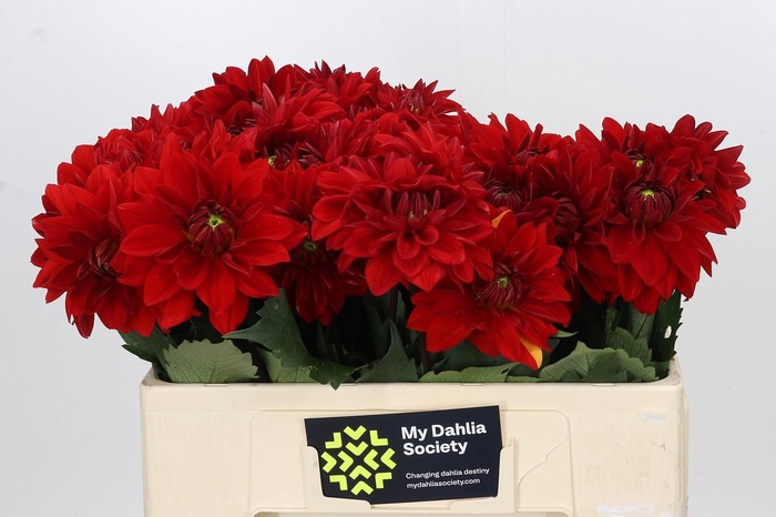 <h4>Dahlia Heatwave</h4>