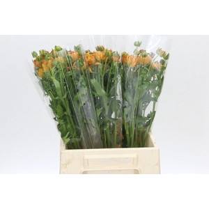 Ranunculus Moderna Vivaldi