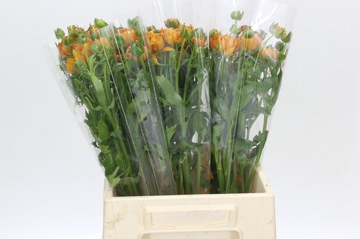 <h4>Ranunculus Moderna Vivaldi</h4>