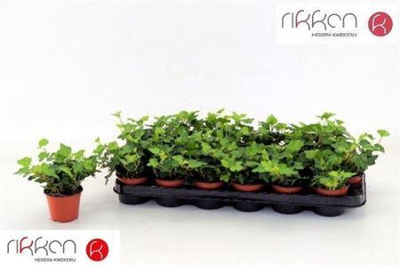 <h4>Hedera Wonder 8.5 Cm</h4>