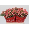 Hypericum Sweet Romance
