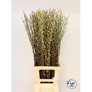 SALIX WILGENKATJES