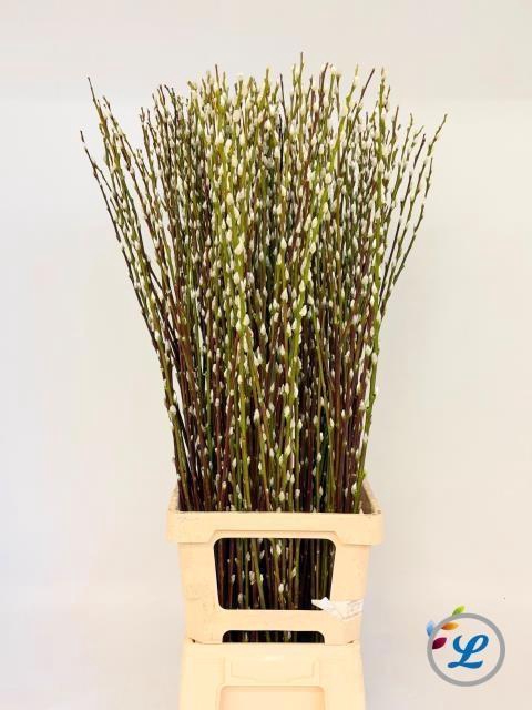 <h4>SALIX WILGENKATJES</h4>