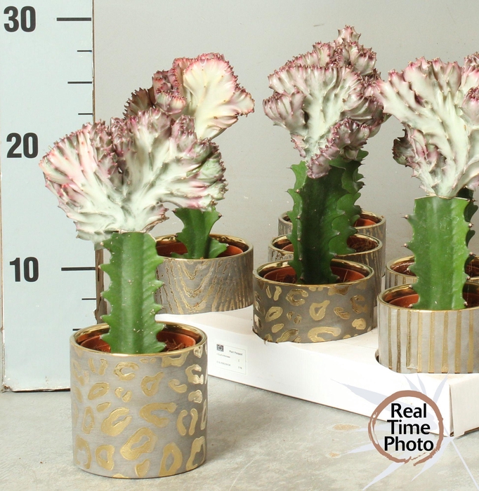 <h4>EUPHOR LAC CRISTATA</h4>