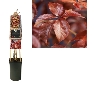 Parthenocissus quinquefolia +3.0 label