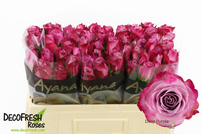 <h4>R Gr Deep Purple Ayana</h4>