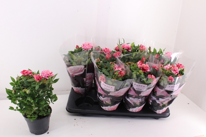 <h4>RO GANNA HIT</h4>