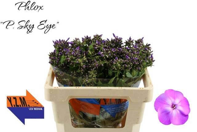 <h4>PHLOX P SKY EYES</h4>