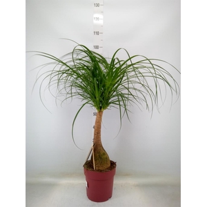 Beaucarnea recurvata