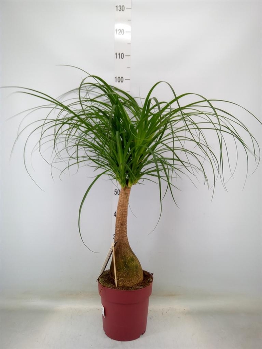 <h4>Beaucarnea recurvata</h4>