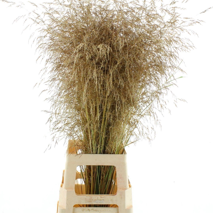 <h4>Deschampsia Bronze</h4>