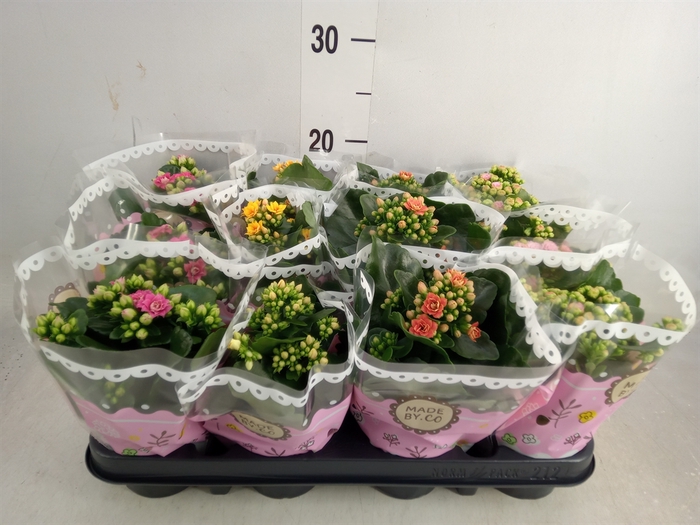 <h4>Kalanchoe blos.   ..mix</h4>