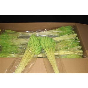 Lagurus Mint Green X30