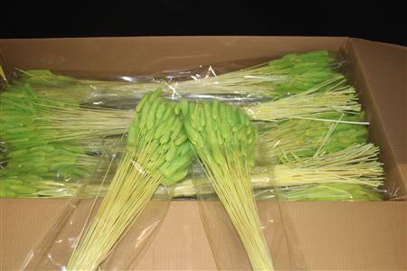 <h4>Lagurus Mint Green X30</h4>