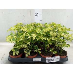 Schefflera arbor. 'Janine'